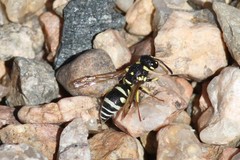 Stenodynerus anormis