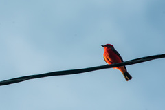 Pyrocephalus rubinus