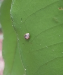 Coneuplecta calculosa