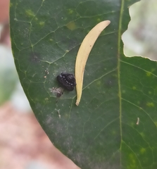 Arkys speechleyi