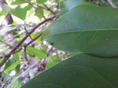 Ficus prolixa