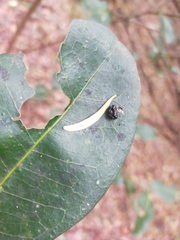 Arkys speechleyi