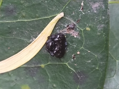 Arkys speechleyi