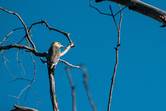 Melanerpes aurifrons