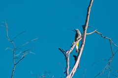 Ptiliogonys cinereus