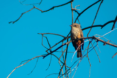 Pyrocephalus rubinus