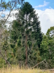 Araucaria bidwillii