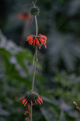 Leonotis nepetifolia