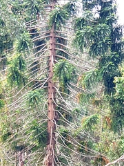 Araucaria bidwillii