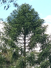 Araucaria bidwillii