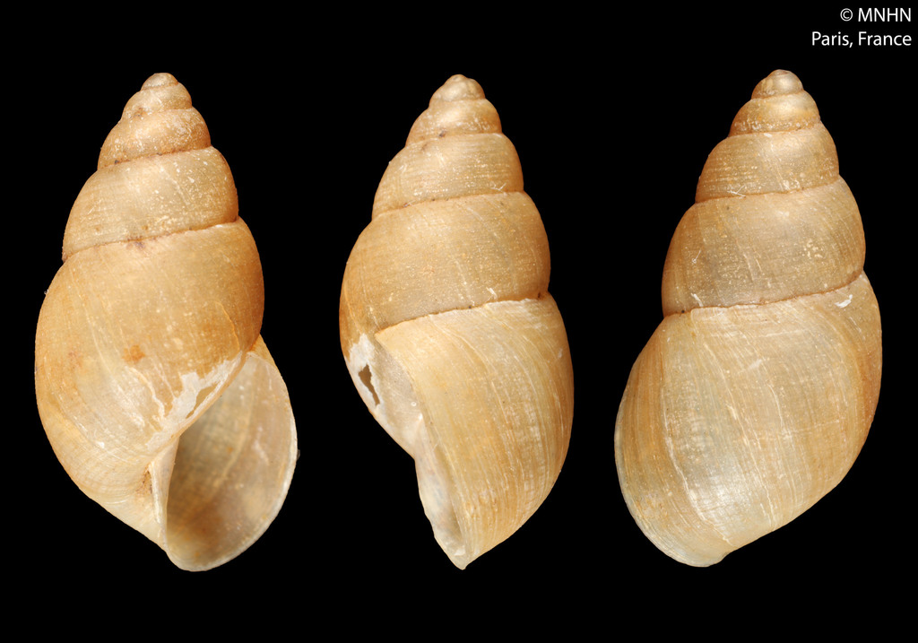 Bulimulus fraterculus fraterculus