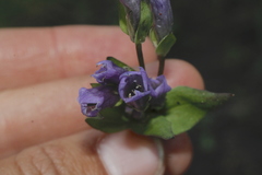Gentianella propinqua