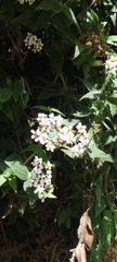Alloispermum