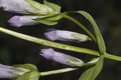 Gentianella propinqua