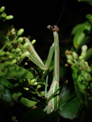 Tenodera costalis