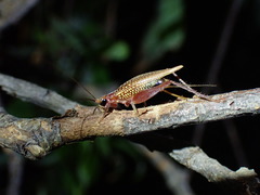 Adenopterus