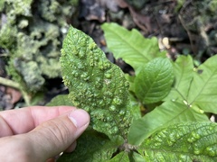 Aceria tournefortiae