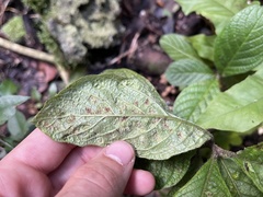 Aceria tournefortiae