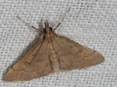 Metasia dicealis