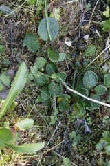 Salix reticulata
