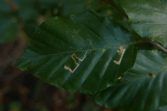 Stigmella tityrella