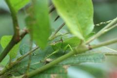 Hexacentrus hareyamai