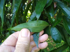 Cryptocarya triplinervis