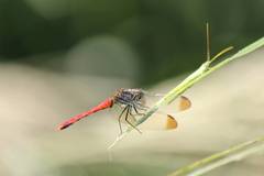 Sympetrum risi