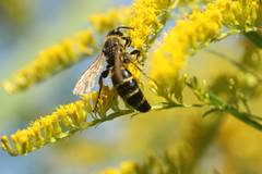 Megacampsomeris prismatica