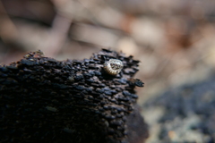 Armadillidium pictum