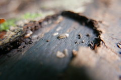 Armadillidium pictum