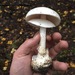 Great Felt Skirt Destroying Angel - Photo (c) rdegeer, some rights reserved (CC BY-NC), uploaded by rdegeer