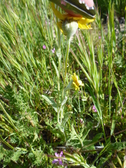 Monolopia lanceolata