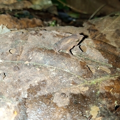 Rhinella festae
