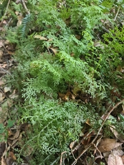 Hymenophyllum caudiculatum
