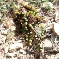 Pentanema squarrosum