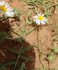 Aphanostephus ramosissimus