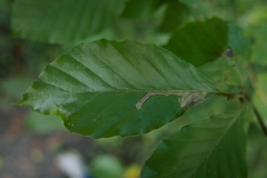 Stigmella hemargyrella