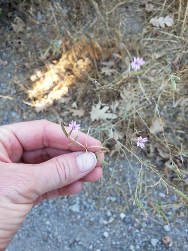 iNaturalist observation photo of Dicots