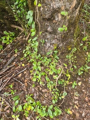 Hydrangea serratifolia