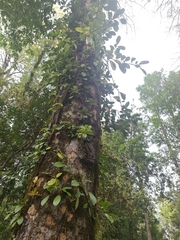 Hydrangea serratifolia