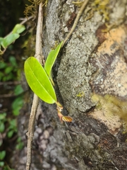 Hydrangea serratifolia