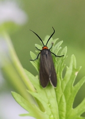 Cisseps fulvicollis