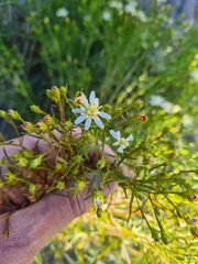 Gutierrezia gilliesii