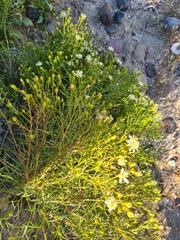 Gutierrezia gilliesii