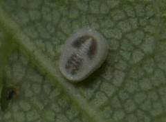 Aleurochiton pseudoplatani