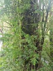 Saxegothaea conspicua