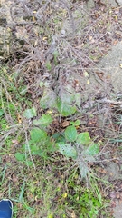 Verbena urticifolia