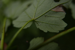 Aleurochiton pseudoplatani