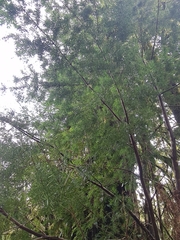 Saxegothaea conspicua